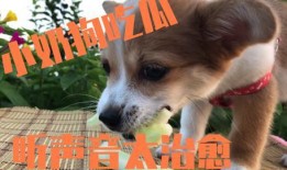 人与狗吃瓜,温馨的和谐共处瞬间