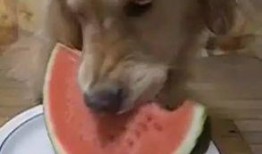 吃瓜汪的视频,吃瓜汪带你揭秘热门视频背后的故事