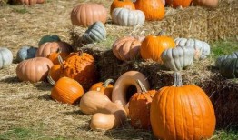 南瓜吃瓜群众餐厅