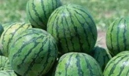 是瓜甜还是吃瓜的人甜