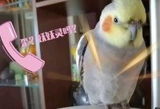 玄凤鹦鹉吃瓜,瓜果乐园探秘