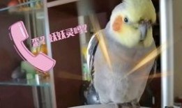 玄凤鹦鹉吃瓜,瓜果乐园探秘