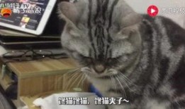 猫可以吃小瓜,揭秘小瓜在猫粮中的神奇魅力