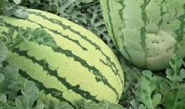 花样弟弟吃瓜全集,全程笑料不断，揭秘娱乐圈幕后真相