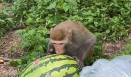 猴瓜怎么吃最好,解锁最佳口感与营养之道