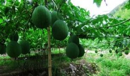 瓠瓜是吊瓜吗怎么吃的呢,瓠瓜吊挂种植技巧与美味食用方法解析