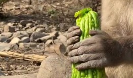 猴瓜怎么吃最好,解锁最佳口感与营养之道