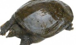 吃瓜不吃鳖,探寻网络流行语的奥秘与内涵