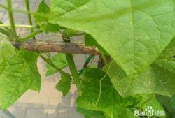 怀孕可以吃棱瓜,棱瓜助力母婴健康