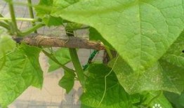 怀孕可以吃棱瓜,棱瓜助力母婴健康