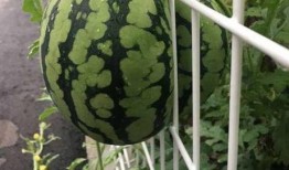 夏天快到了吃瓜,瓜果飘香——畅享清凉夏日美味