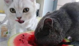 猫可以吃小瓜,揭秘小瓜在猫粮中的神奇魅力