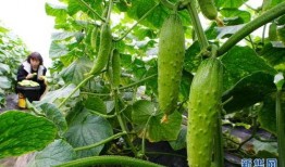 吃瓜小分队大瓜合集,揭秘娱乐圈幕后风云