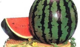 长大的人吃瓜好吗