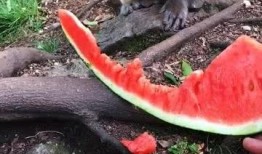 猴瓜怎么吃最好,解锁最佳口感与营养之道