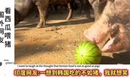 吃瓜猪特效,揭秘网红美食背后的神奇魔力