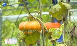 吃向阳瓜图片,阳光下的美味与营养