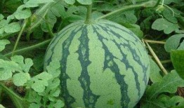 是瓜甜还是吃瓜的人甜