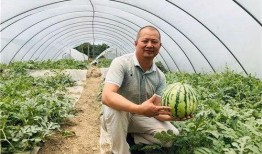 麒麟瓜剪枝留瓜多久可以吃,美味成熟时间揭秘