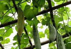 老鼠吃瓜米吗,揭秘它们是否吃瓜米