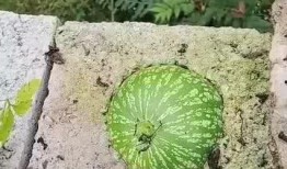 吃瓜短视频好做吗,轻松上手，轻松走红