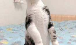 猫咪吃瓜的坏处,猫咪吃瓜的潜在风险与注意事项