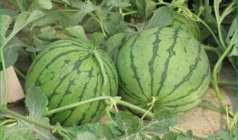 夏天吃哪5瓜,盘点5款清凉瓜果，畅享夏日清凉时光