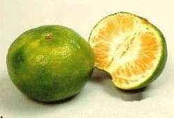 桔子瓜可以吃吗