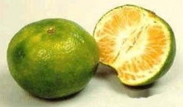 桔子瓜可以吃吗