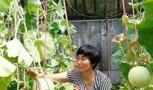 青岛即墨吃瓜后续,真相与反思