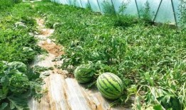 麒麟瓜剪枝留瓜多久可以吃,美味成熟时间揭秘