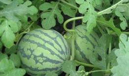 吃瓜热帖在哪看