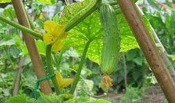 吃瓜爆料四大瓜,四大瓜事件背后的真相与启示