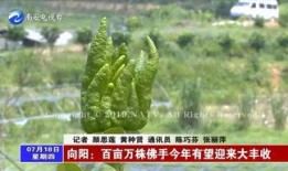 吃向阳瓜图片,阳光下的美味与营养