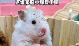 鼠鼠吃瓜降温,夏日清凉新风尚