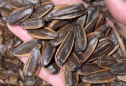 吃瓜图吃瓜子,吃瓜图中的瓜子时光