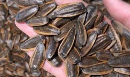 吃瓜图吃瓜子,吃瓜图中的瓜子时光