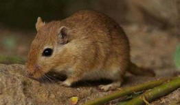 鼠鼠吃瓜降温,夏日清凉新风尚