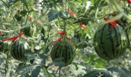 商河县吃瓜,品味夏日甜蜜时光