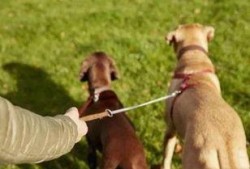 带你吃瓜讲解遛狗,遛狗那些事儿