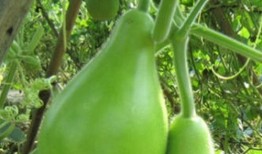 瓠瓜是吊瓜吗怎么吃的呢,瓠瓜吊挂种植技巧与美味食用方法解析