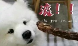 吃瓜汪的视频,吃瓜汪带你揭秘热门视频背后的故事