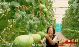 吃瓜集合社?中国,中国网络社交新现象深度解析