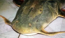 鱼儿在线吃瓜,揭秘网络世界的趣味瞬间