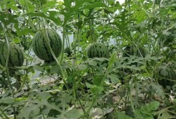 51吃瓜中心吃最新的瓜,最新热门事件幕后真相大曝光！