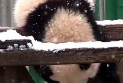 吃瓜小熊巨星,揭秘娱乐圈的甜蜜瓜田