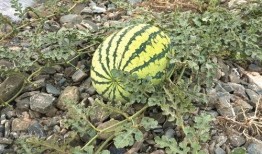 碎石吃瓜,揭秘夏日消暑新潮流