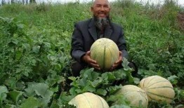 放羊吃新疆老汉瓜