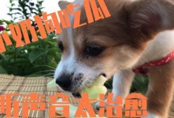 二狗会吃瓜,揭秘娱乐圈背后的秘密