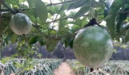 三水老师吃瓜,揭秘校园八卦背后的真相